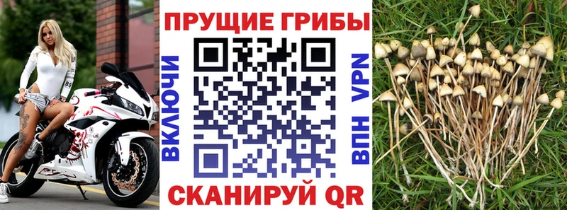 кракен маркетплейс  Ворсма  Псилоцибиновые грибы MAGIC MUSHROOMS 